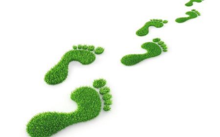 Greening the Future: Standard Intern’s Commitment to Environmental Sustainability