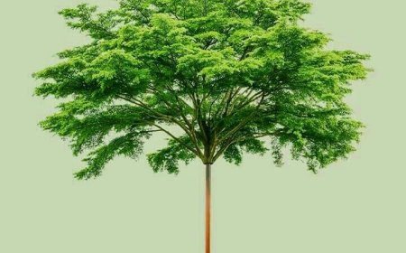 Standard Intern’s Eco-Initiative for a Greener Future