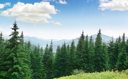 Planting Seeds of Change: Standard Intern’s Eco-Initiative