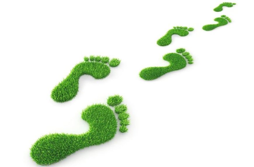 Greening the Future: Standard Intern’s Commitment to Environmental Sustainability