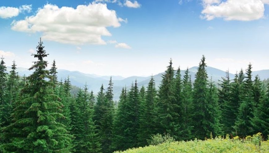 Planting Seeds of Change: Standard Intern’s Eco-Initiative
